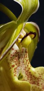 Phragmipedium Mont Fallu