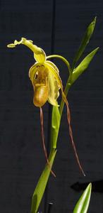 Phragmipedium Mont Fallu