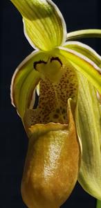 Phragmipedium Mont Fallu