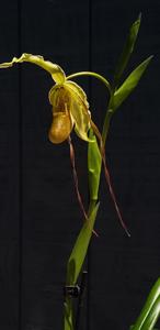 Phragmipedium Mont Fallu