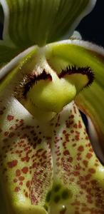 Phragmipedium Mont Fallu