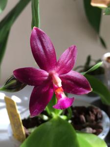 Phalaenopsis Valentinii