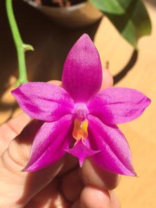 Phalaenopsis Fintje Kunriawati