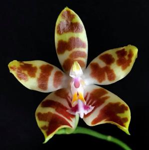 Phalaenopsis venosa-Macassar