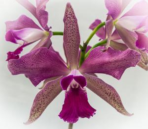 Cattleya Eleganta