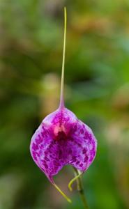 Masdevallia Morning Glory