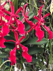 Renanthera Paloma Picasso