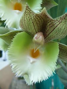 Catasetum Shanelle Girl