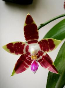 Phalaenopsis CTL Ambo Tetralacea