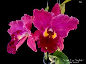 Rhyncholaeliocattleya War Chant