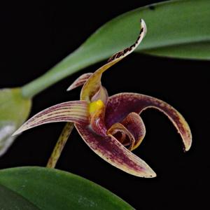 Bulbophyllum Wilmar Galaxy Star