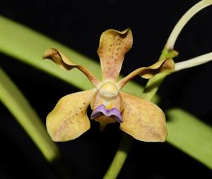 Vanda Stephen Scott Young