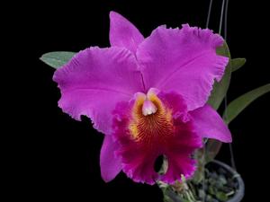 Rhyncholaeliocattleya Lucky Man