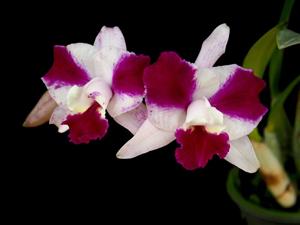 Cattleya Purple Cascade