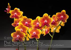 Phalaenopsis Sogo David