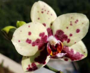 Phalaenopsis Brother Fancy-Haur Jin Princess