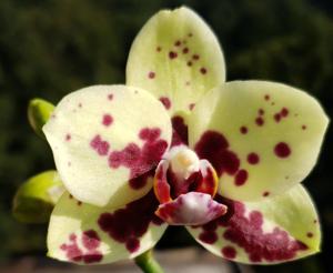 Phalaenopsis Brother Fancy-Haur Jin Princess