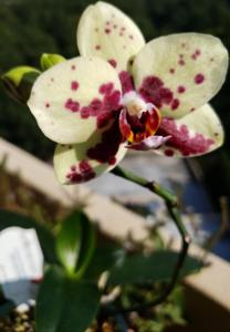 Phalaenopsis Brother Fancy-Haur Jin Princess