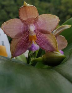 Phalaenopsis Mituo Reflex Bb