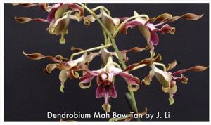 Dendrobium Mah Bow Tan