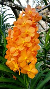 Vanda Suksamran Sunlight