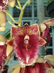 Clowesetum Penang Waltz