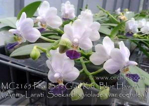 Phalaenopsis Su's Glad Kid