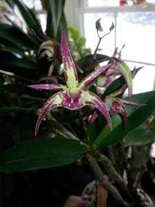 Dendrobium Kay's Choice