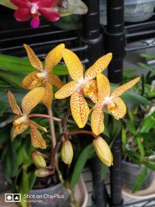 Renanthopsis Mildred Jameson