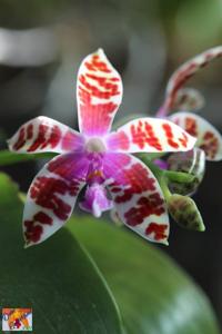 Phalaenopsis Tigress