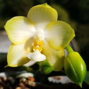 Phalaenopsis Joy Spring Canary