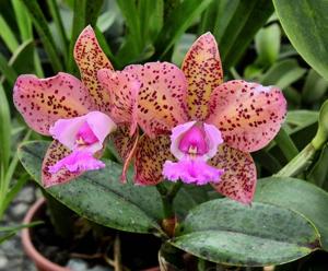 Cattleya Pedra da Gavea-Penny Kuroda