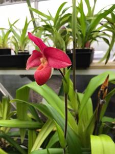 Phragmipedium Andean Fire