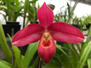 Phragmipedium Andean Fire