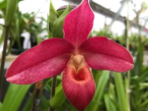 Phragmipedium Andean Fire