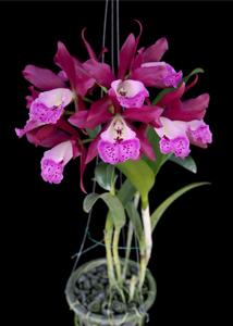 Brassocatanthe River Kwai Dark Prince