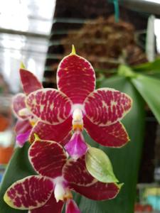 Phalaenopsis Yin's Coral Princess