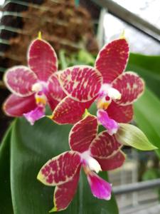 Phalaenopsis Yin's Coral Princess