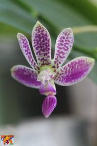 Phalaenopsis Alfinia