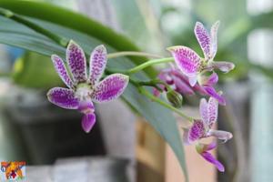 Phalaenopsis Alfinia