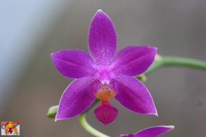 Phalaenopsis Equalacea