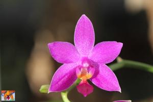 Phalaenopsis Equalacea