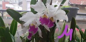 Cattleya Harold