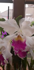 Cattleya Harold