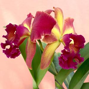 Rhyncholaeliocattleya Susan Fender