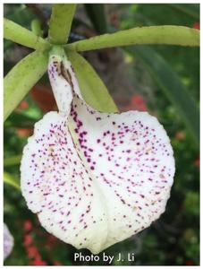 Brassocattleya Nakornpathome Silver