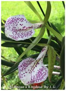 Brassocattleya Nakornpathome Silver