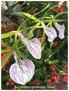 Brassocattleya Nakornpathome Silver