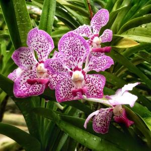 Vanda Manisaki