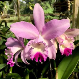 Laeliocattleya Angel Heart